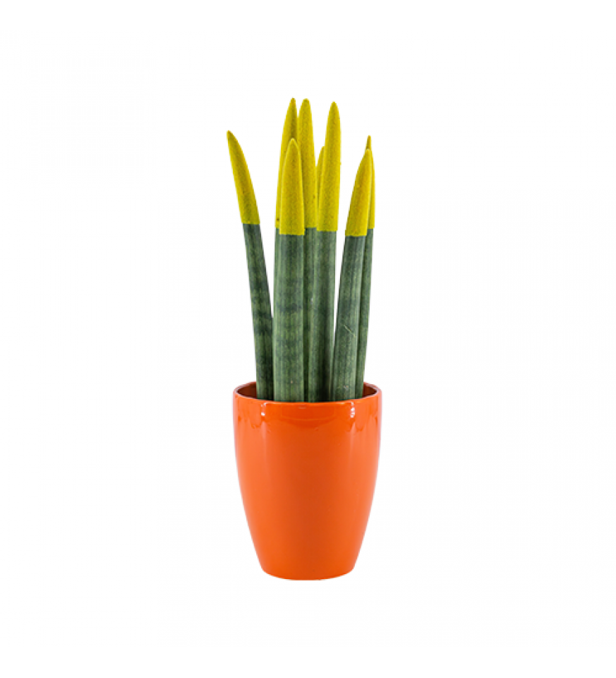 Paşa Kılıcı - Sarı Sansevieria  - Turuncu Lily 