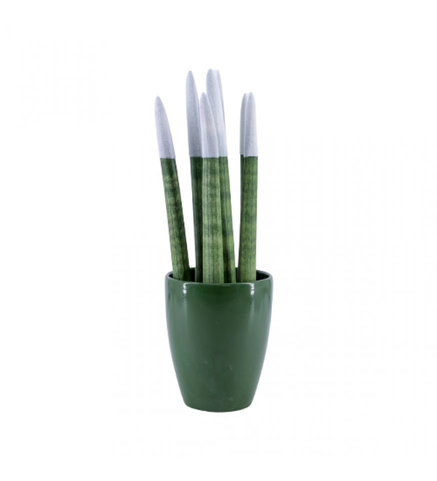 Paşa Kılıcı - Beyaz Sansevieria - Yeşil Lily