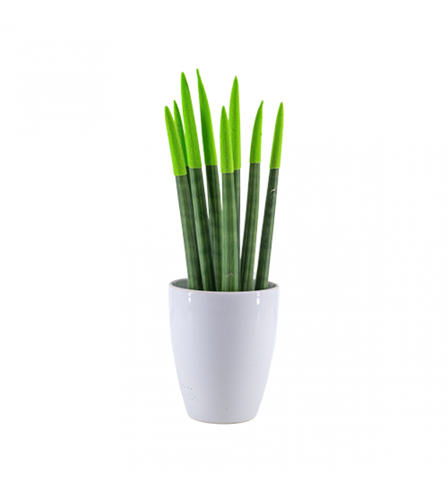 Paşa Kılıcı - Yeşil Sansevieria Beyaz Lily