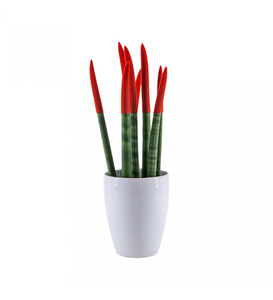 Paşa Kılıcı - Kırmızı Sansevieria Beyaz Lily