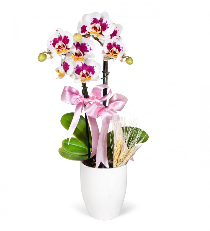 Midi Orkide - Beyaz Lily Dalmaçyalı Orkide