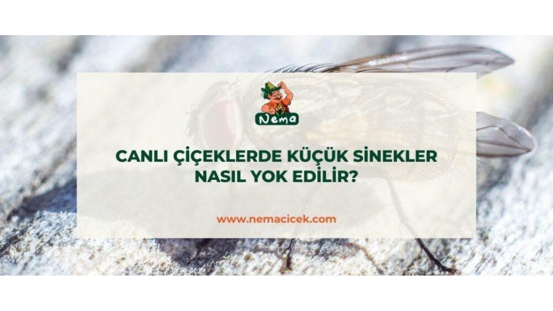 https://nemacicek.com/image/cache/catalog/Blog-Image/BCanli-Ciceklerde-Kucuk-Sinekler-Nasil-Yok-Edilir-nemablog-1920x1080.jpg