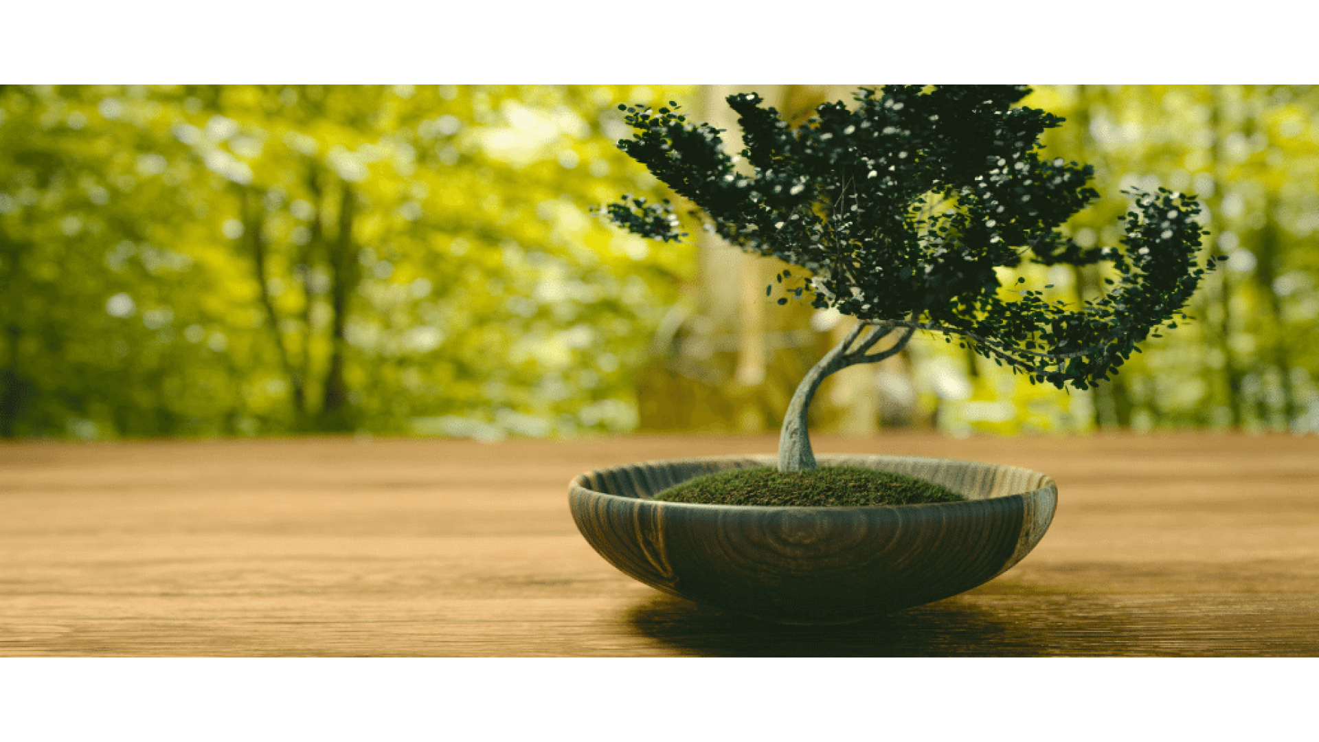 https://nemacicek.com/image/cache/catalog/Blog-Image/Bonsai-agaci-anlami-1920x1080.png