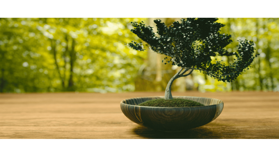 Bonsai Ağacı Anlamı