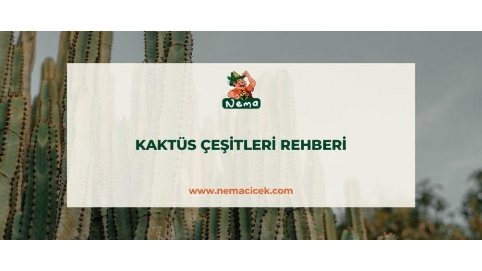 Kaktüs Çeşitleri Rehberi