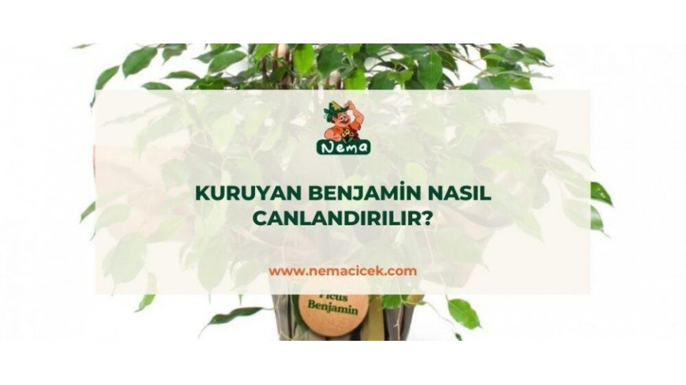 Kuruyan Benjamin Nasıl Canlandırılır? Benjamin Çiçeğim Kurudu Ne Yapmalıyım?