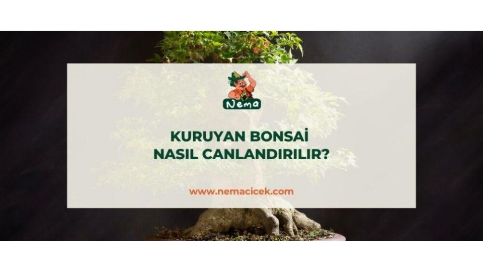 Kuruyan Bonsai Nasıl Canlandırılır?