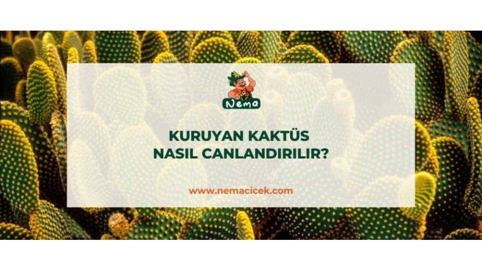 Kuruyan Kaktüs Nasıl Canlandırılır?