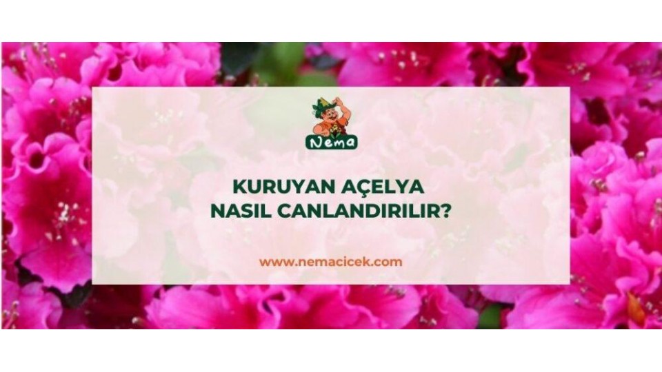 Kuruyan Açelya Nasıl Canlandırılır?