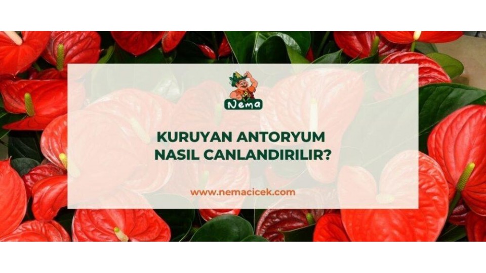 Kuruyan Antoryum Nasıl Canlandırılır?