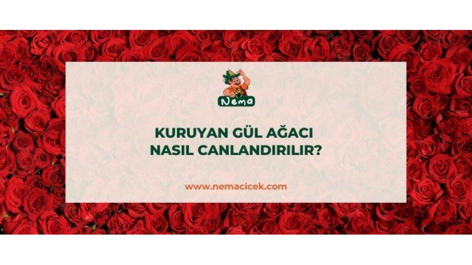 Kuruyan Gül Ağacı Nasıl Canlandırılır? 5 Adımda Canlandırma