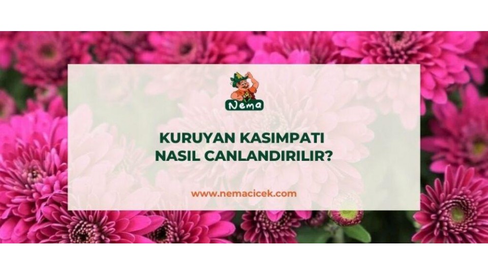 Kuruyan Kasımpatı Nasıl Canlandırılır?