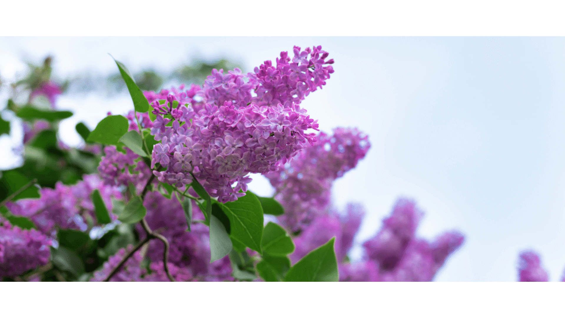 https://nemacicek.com/image/cache/catalog/Blog-Image/Leylak-cicegi-anlami–-Syringa-Vulgaris-1920x1080.png