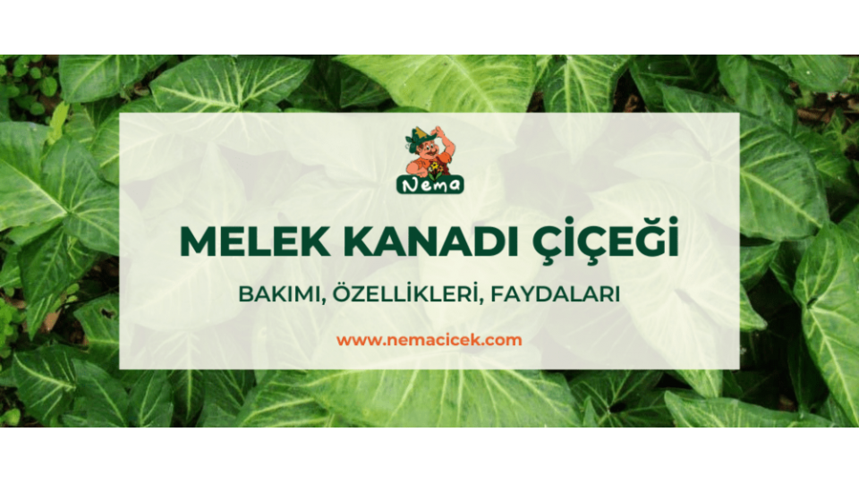 Melek Kanadı (Syngonium) Bakımı, Özellikleri, Faydaları