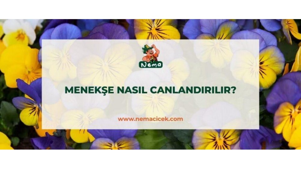 Solan Menekşe Nasıl Canlandırılır?