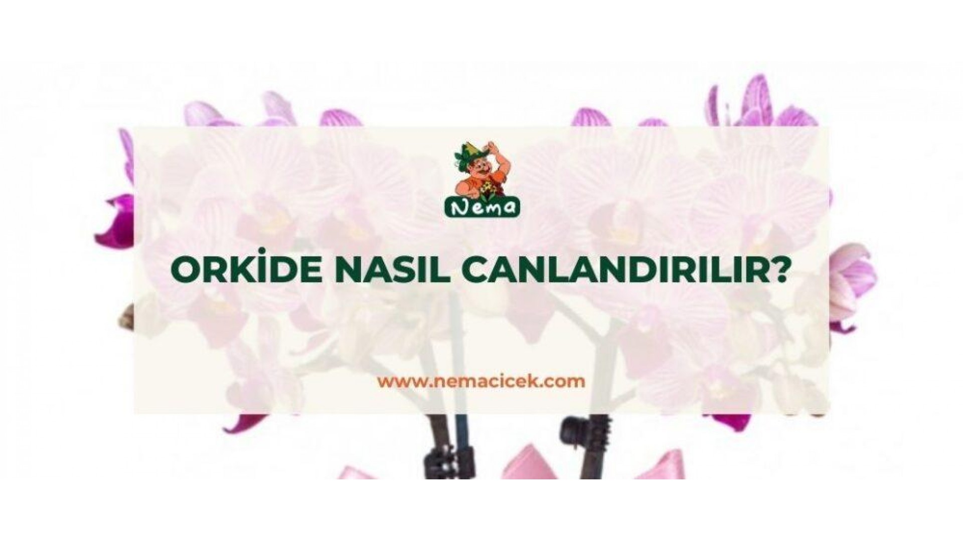 https://nemacicek.com/image/cache/catalog/Blog-Image/Orkide-Nasil-Canlandirilir-nemacicek-blog-1-1920x1080.jpg