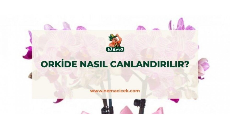 Orkide Nasıl Canlandırılır?