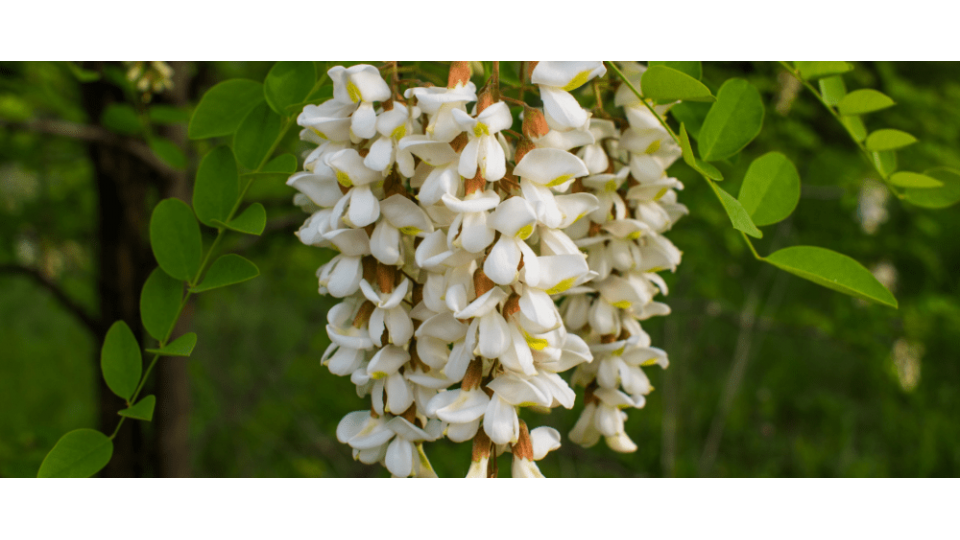 Akasya Çiçeği Anlamı - (Acacia)