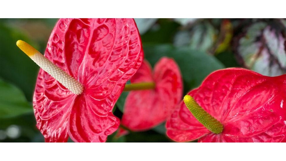 Antoryum Çiçeği Anlamı – Anthurium