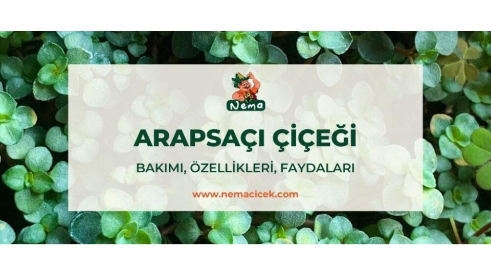 Arapsaçı Çiçeği (Soleirolia Soleirolii) Bakımı, Özellikleri, Faydaları, Anlamı