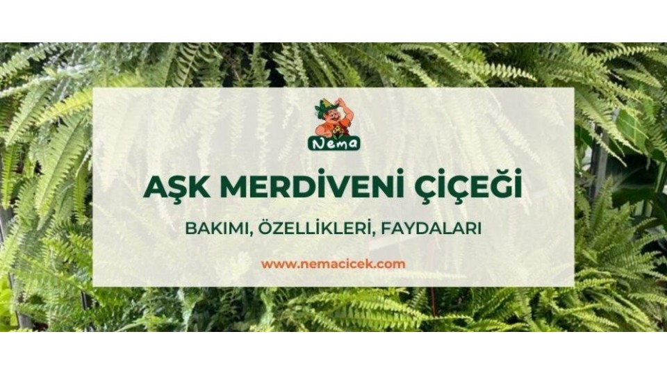 Aşk Merdiveni Çiçeği (Nephrolepis) Bakımı, Özellikleri, Faydaları