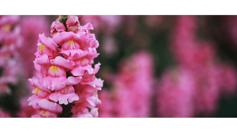 Aslanağzı Çiçeği Anlamı – (Antirrhinum)