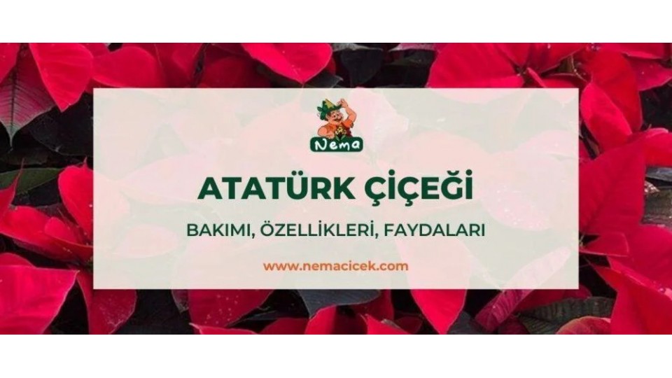 Atatürk Çiçeği (Ponsetya) Bakımı, Özellikleri, Anlamı