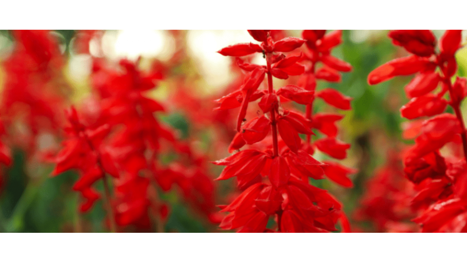 Ateş Çiçeği Anlamı - (Salvia Splendens)