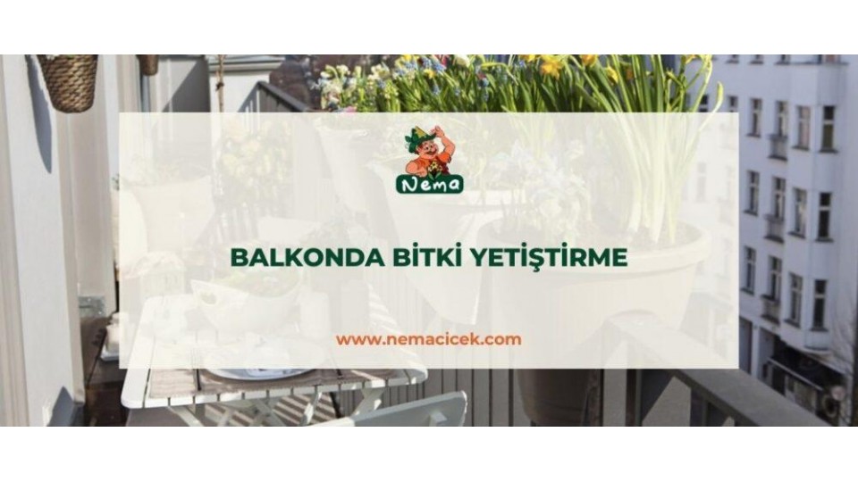 A’dan Z’ye Balkon Bahçeciliği, Balkonda Bitki Yetiştirme