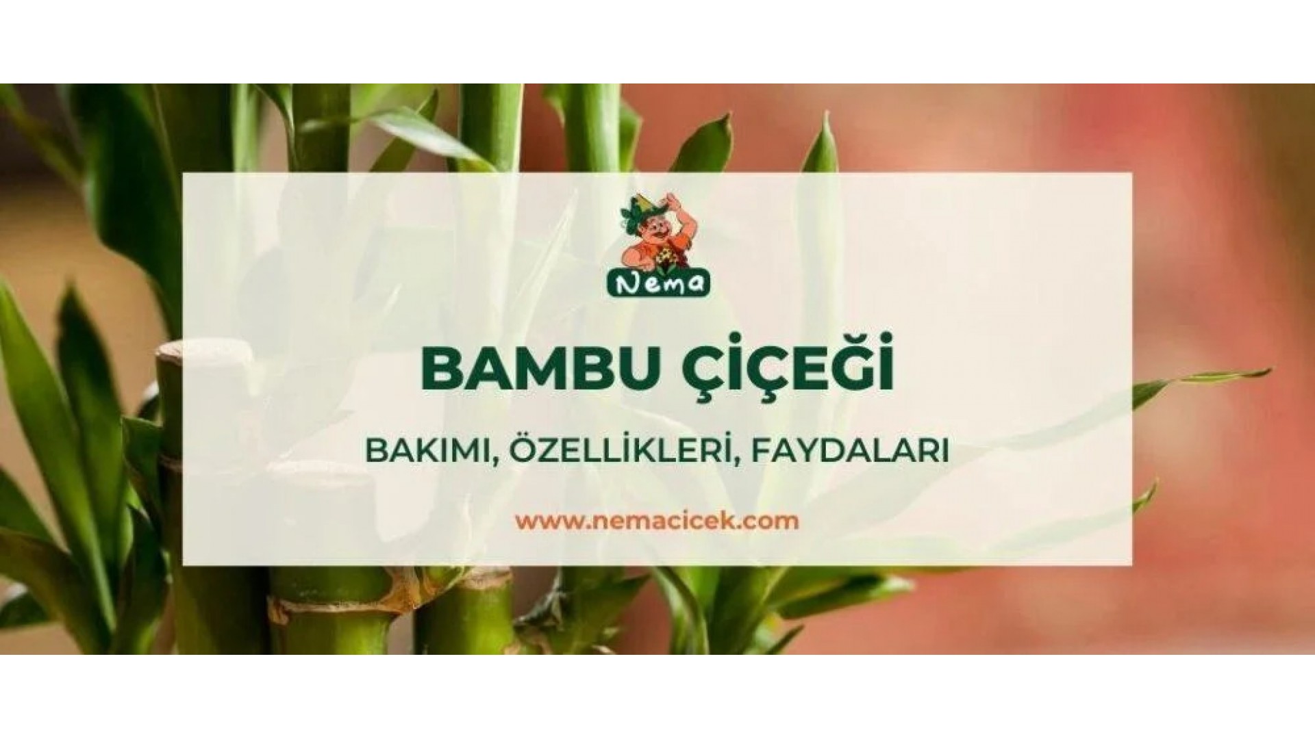 https://nemacicek.com/image/cache/catalog/Blog-Image/bambu-cicegi-nemacicek-blog-1920x1080.jpg