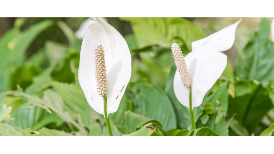 Barış Çiçeği Anlamı - (Spathiphyllum)