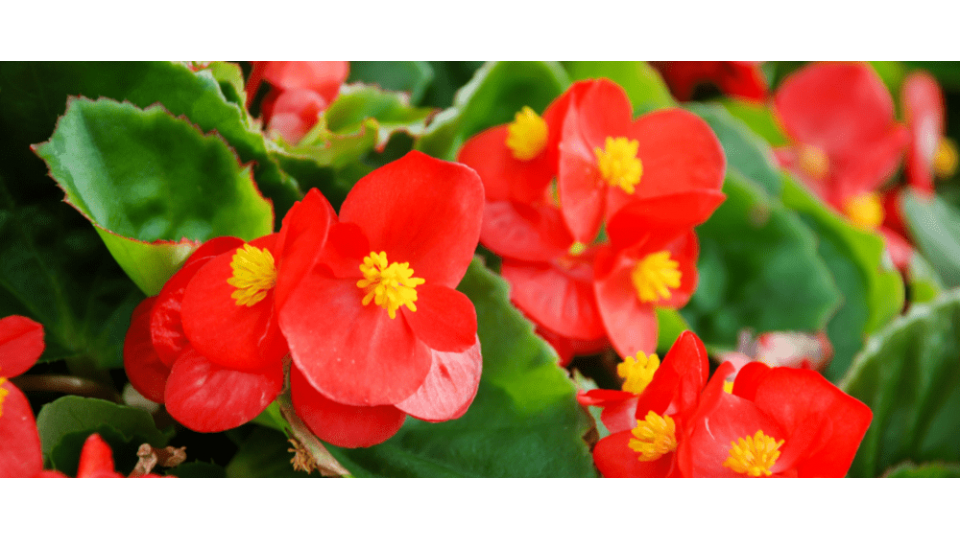 Begonya Çiçeği Anlamı – (Begonia)