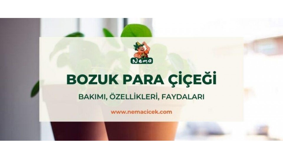 Bozuk Para Çiçeği (Pilea) Bakımı, Özellikleri, Faydaları, Anlamı