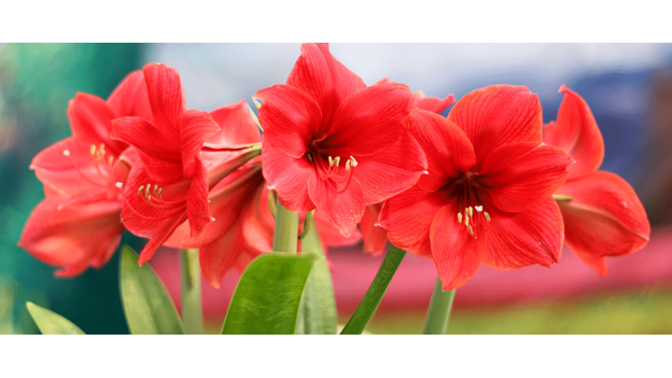 Cam Güzeli Çiçeği Anlamı – (Amaryllis)