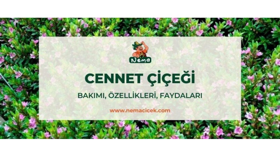 Cennet Çiçeği (Cuphea Hyssopifolia) Bakımı, Özellikleri, Faydaları, Anlamı