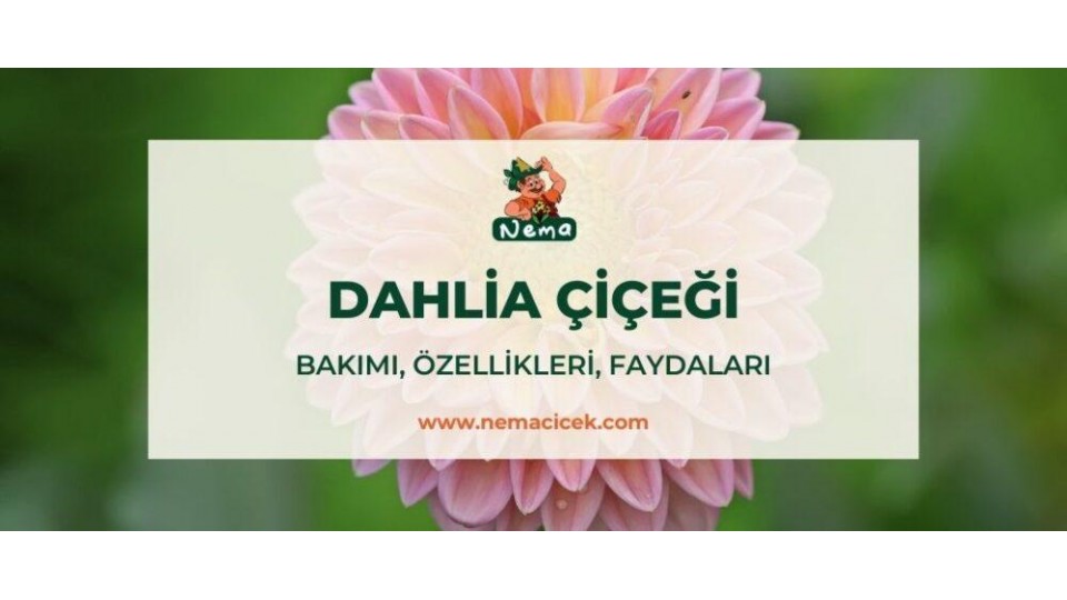 Yıldız Çiçeği (Dahlia) Bakımı, Özellikler, Faydaları