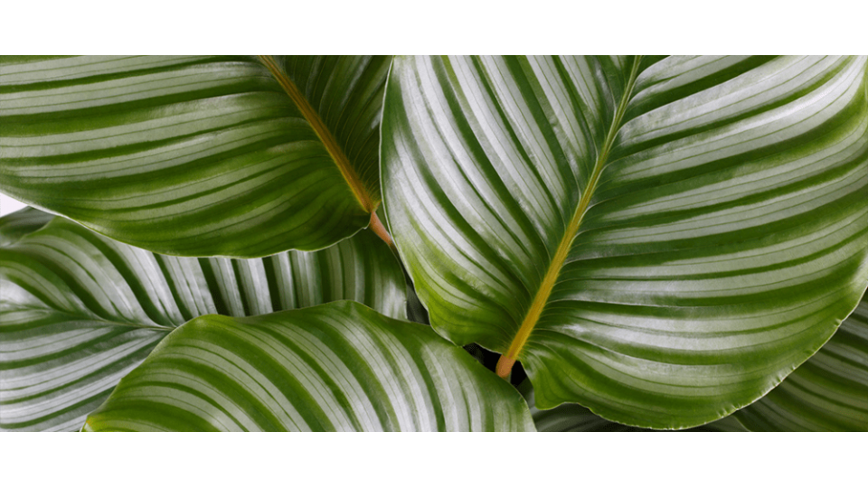 Dua Çiçeği Anlamı - (Calathea)