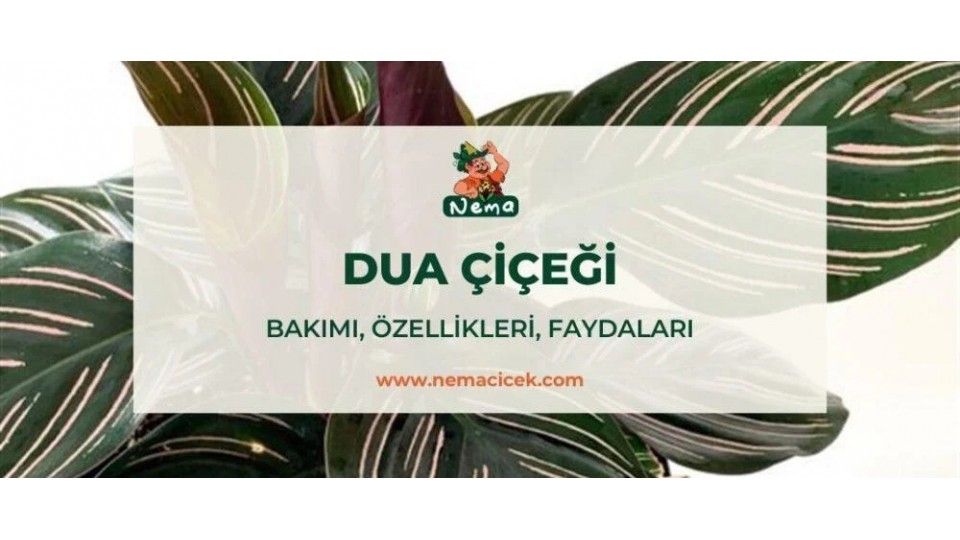 Dua Çiçeği (Kalatya Maranta) Bakımı, Özellikleri, Anlamı