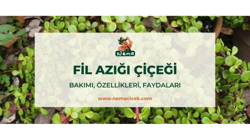 Fil Azığı Çiçeği (Portulacaria Afra) Bakımı, Özellikleri, Faydaları, Anlamı