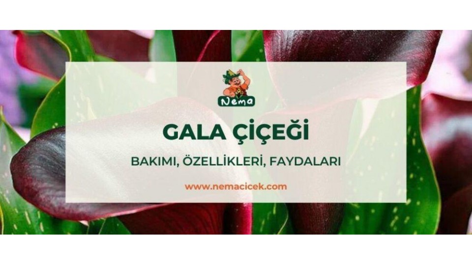 Gala Çiçeği (Zantedeschia) Bakımı, Özellikleri, Anlamı