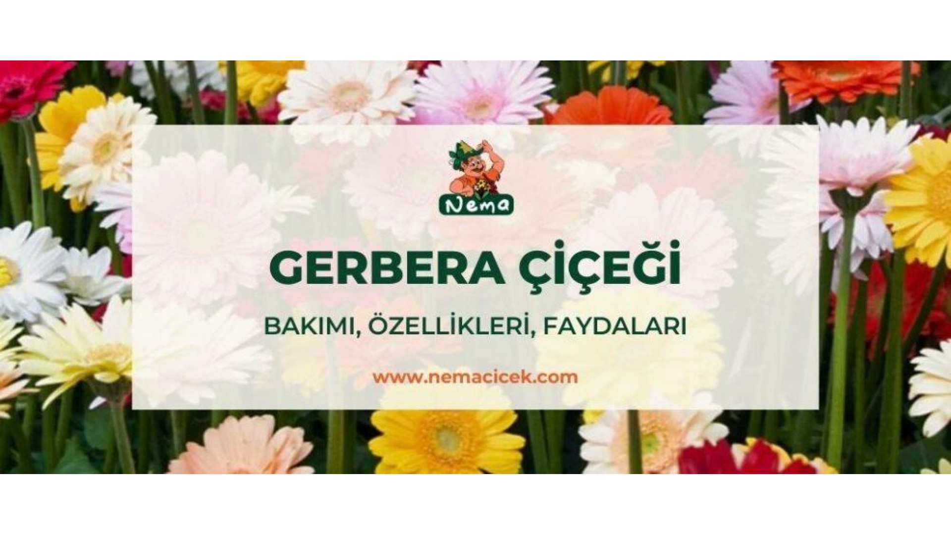 https://nemacicek.com/image/cache/catalog/Blog-Image/gerbera-cicegi-nemacicek-blog-1920x1080.jpg