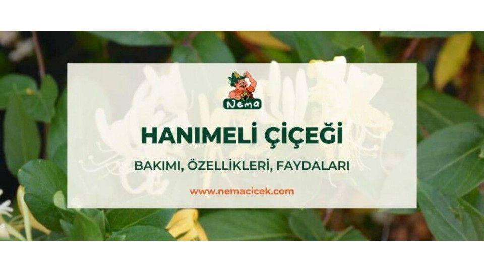 Hanımeli Çiçeği (Lonicera) Bakımı, Özellikleri, Faydaları, Anlamı