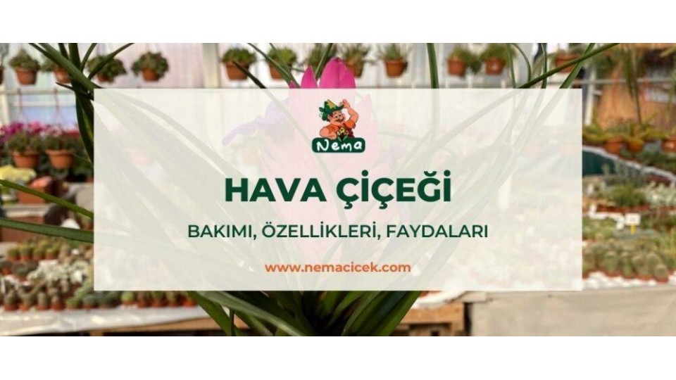 Hava Bitkisi Çiçeği (Tillandsia Cyanea) Bakımı, Özellikleri, Faydaları, Anlamı