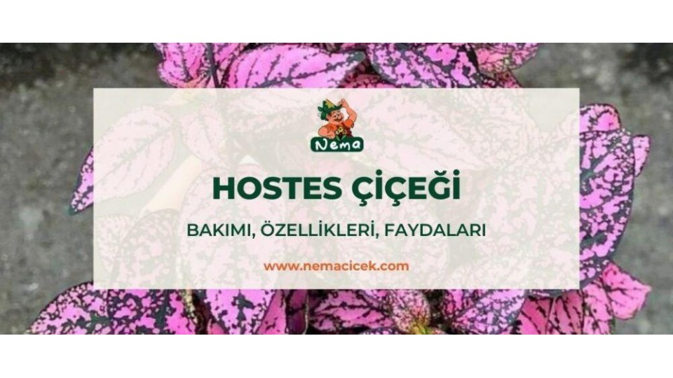 Hostes Çiçeği (Hypoestes) Bakımı, Özellikleri, Faydaları