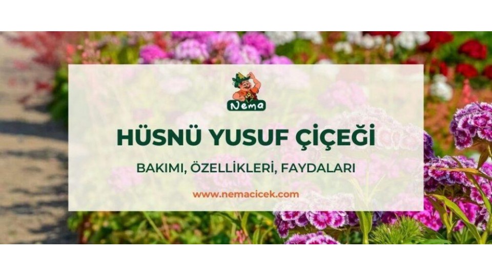 Hüsnü Yusuf Çiçeği (Dianthus barbatus) Bakımı, Özellikleri, Faydaları, Anlamı