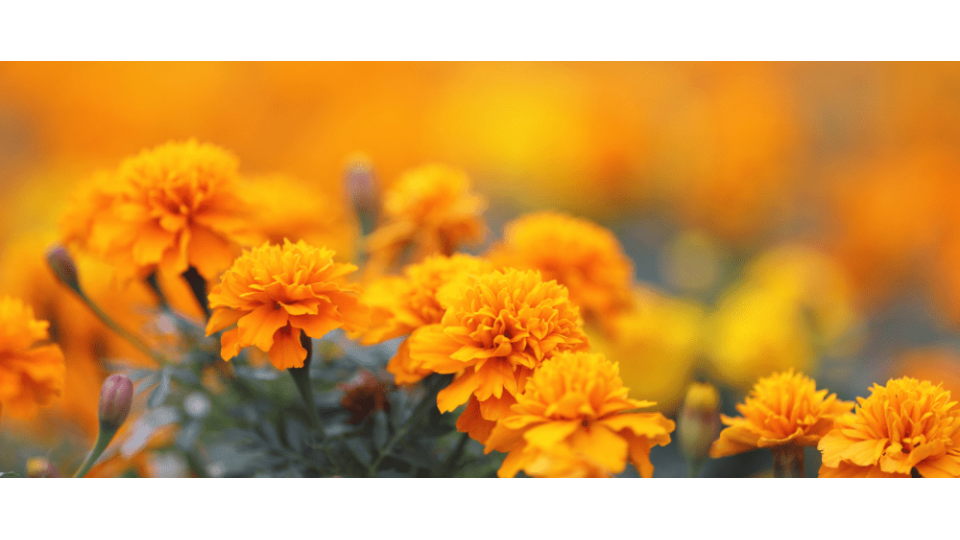 Kadife Çiçeği Anlamı – (Tagetes Patula)