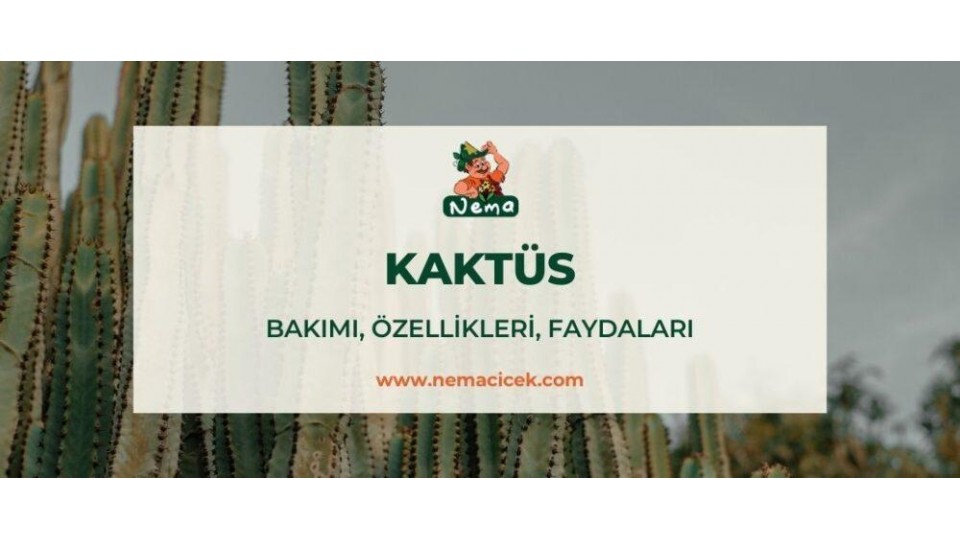 Kaktüs Bakımı, Özellikleri, Faydaları