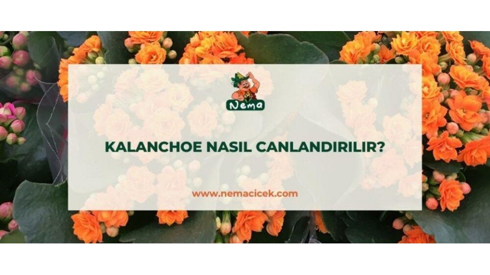 Kalanchoe Çiçeği Nasıl Canlandırılır?