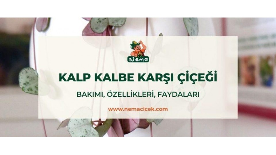 Kalp Kalbe Karşı Çiçeği (Ceropegia Woodii) Bakımı, Özellikleri, Faydaları