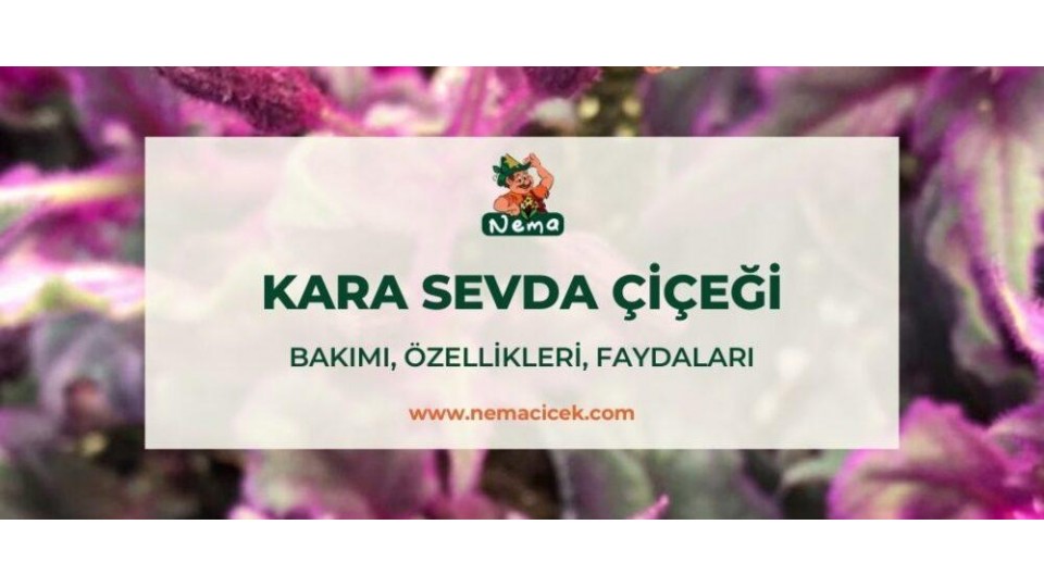 Kara Sevda Çiçeği (Gynura aurantiaca) Bakımı, Özellikleri, Faydaları, Anlamı